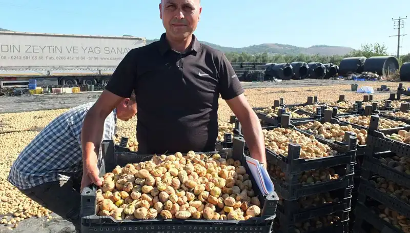 Balıkesir'de Hasat Dönemi Başladı: Çin ve Rusya'ya İhracat Hızla Artıyor
