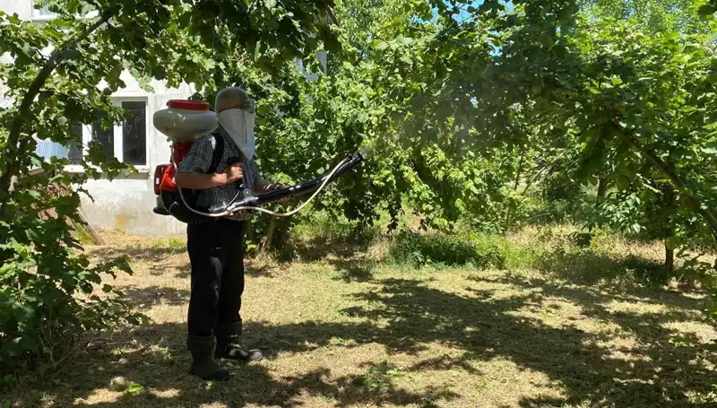 Çiftçilerin Umudu Kükürt ve Samuray Arısı: Mücadelede Yeni Bir Dönem