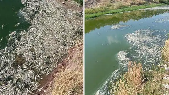 Karasu Çayı'ndaki Balık Ölümleri Neden Yaşanıyor? İnceleme Başlatıldı