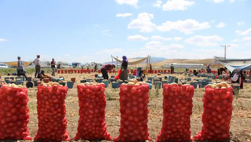 Amasya Elmasının Lezzeti Şimdi Avrupa ve Rusya Pazarlarında