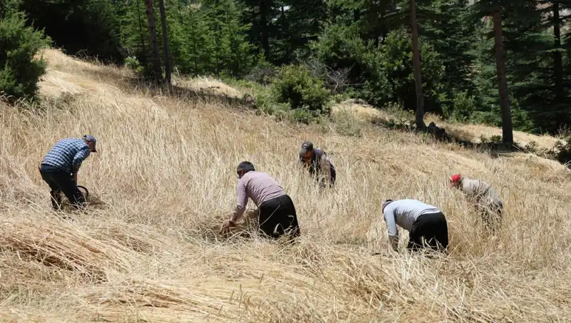Teknolojinin Göz Ardı Ettiği Tarla: Ellik ve Orakla Hasat Sezonu Açıldı