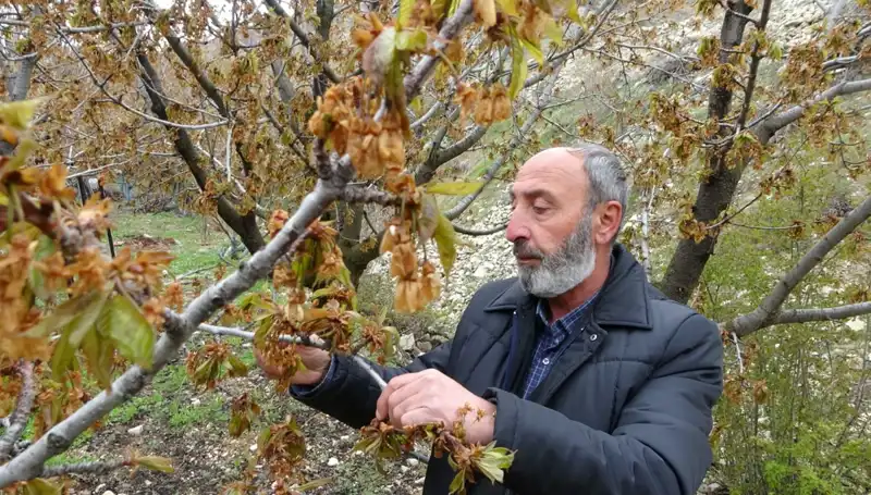 Zirai Don, Albastı Kirazını Vurdu: Üreticiler Ciddi Kayıplar Yaşıyor