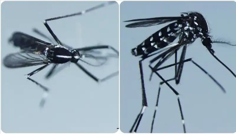 Chikungunya Virüsü: Küresel Tehdit ve Belirtilerine Dikkat!