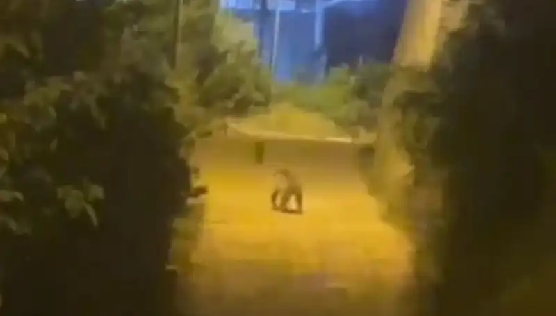 Gümüşhane Merkezine Kadar İnen Ayı, Şehirde Şaşkınlık Yarattı