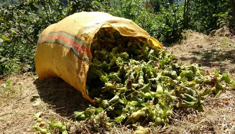 Giresun'da Fındık Hasadı Coşkusu: 2023 Sezonu Beklentileri ve Zorluklar