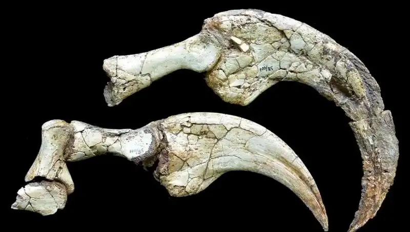 Gobi Çölü'nde Dinozor Keşfi: İki Parmaklı Yeni Tür Ortaya Çıktı!