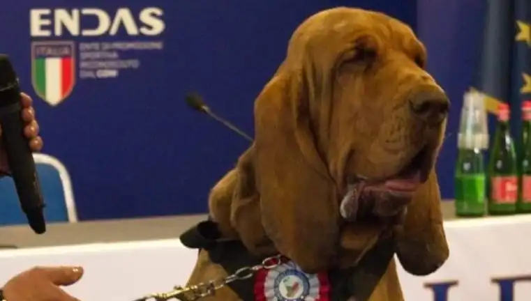 Arama Köpeğine Yapılan Çivili Sosisli Saldırı: Şok Edici Olayın Ayrıntıları