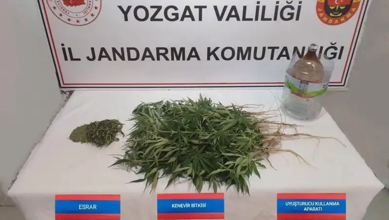 Yozgat'ta 40 Kök Kenevir Ele Geçirildi: Uyuşturucu ile Mücadele Hız Kesmeden Devam Ediyor