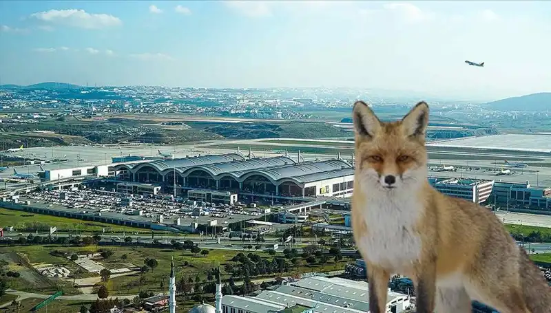 Sabiha Gökçen Havalimanı'nda Tilki Alarmı: Yolcular Şaşkın!