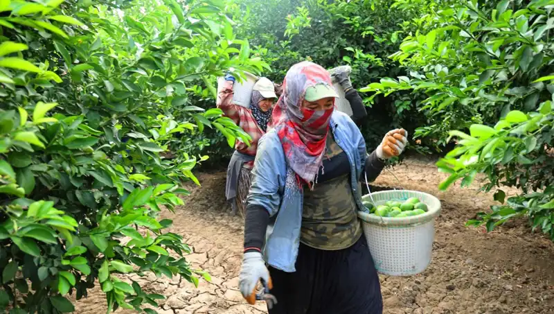 Marketlerdeki Domates Fiyatları Düşmeye Başladı: Hasat Sezonu Kapıyı Çaldı