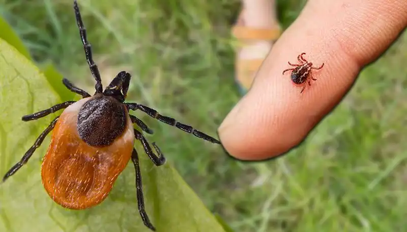 Kene Isırmasına Dikkat! Sağlığınızı Tehdit Eden Bu Tehlikeye Karşı Alınacak Önlemler