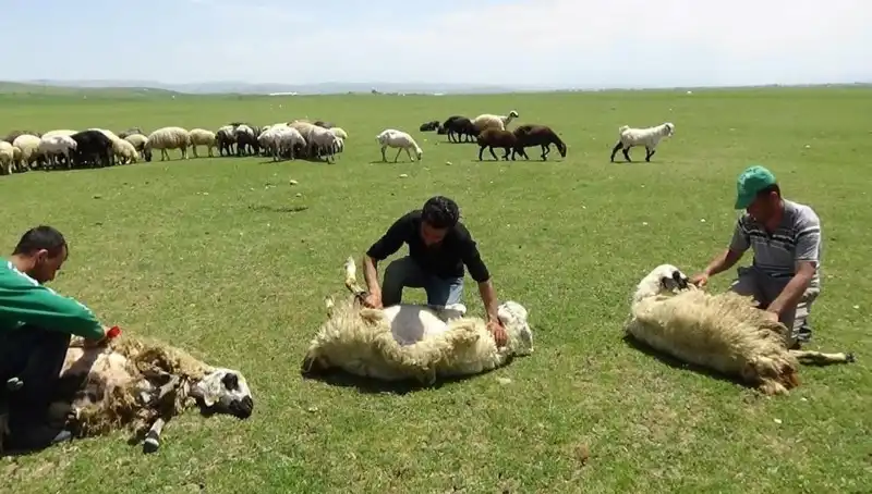 Dağların Zirvesinde Koyun Kırkma Geleneği ve Havaların Etkisi
