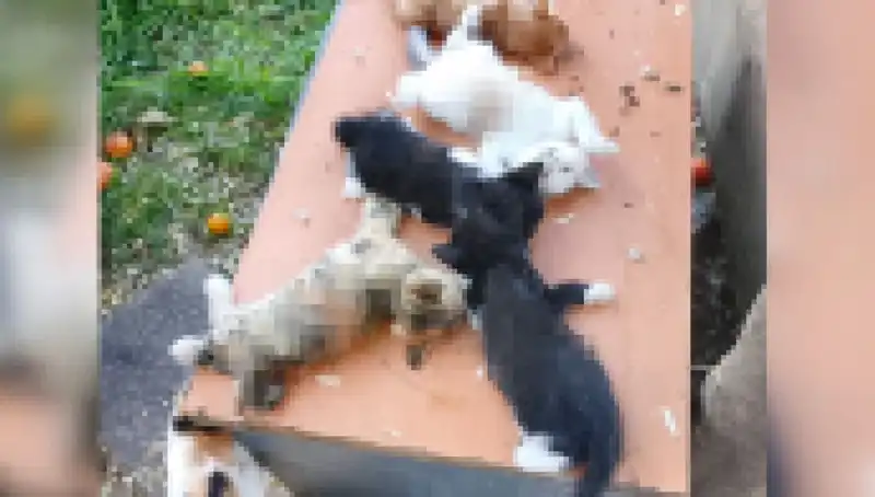 Bursa’da Yavru Kedi Katliamı: Sekiz Kedi Kesici Aletle Öldürüldü