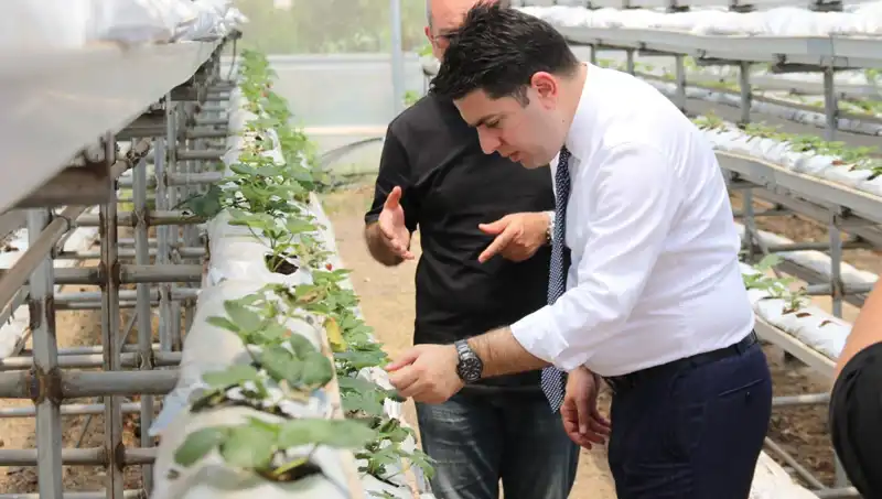 Topraksız Yerde Yetişen Damat Çatlatan Lezzet: Tarımın Geleceği
