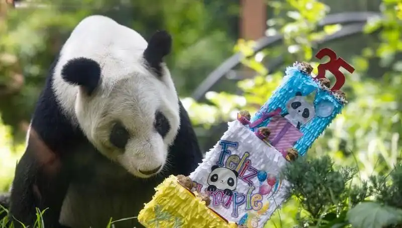 Dev Panda Xin Xin 35 Yaşına Bastı: Kutlama Tüm Dünyadan İlgi Gördü